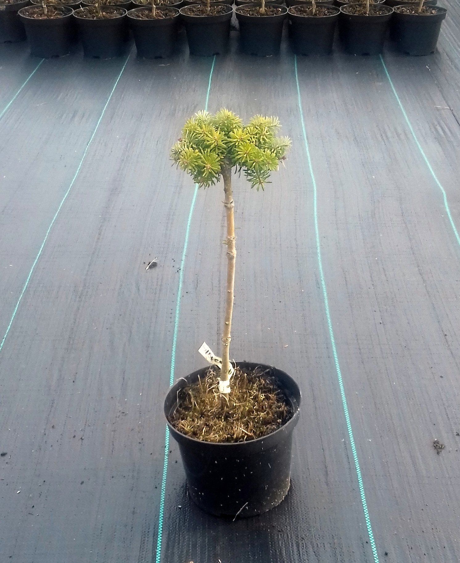 Jodła koreańska SILBERKUGEL szczepiona NA PNIU - 4