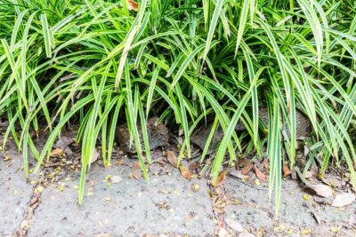 Turzyca oszimska GOLDWELL