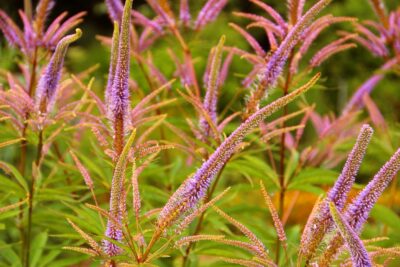 Przetacznikowiec wirginijski ADORABLE