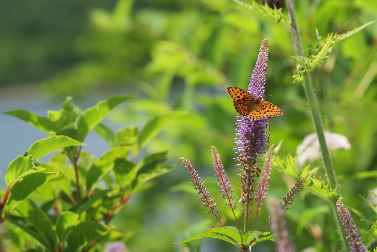 Przetacznikowiec wirginijski ADORABLE - 3