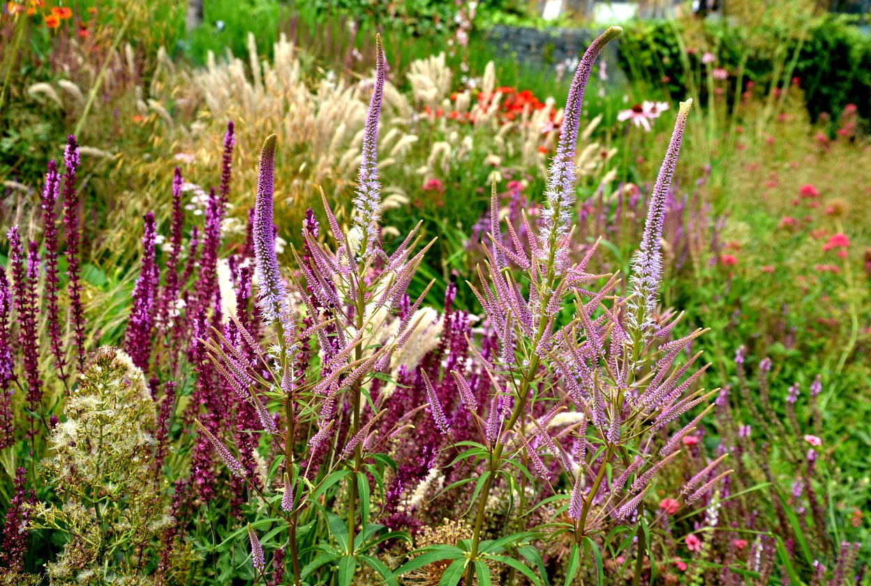 Przetacznikowiec wirginijski ADORABLE - 4