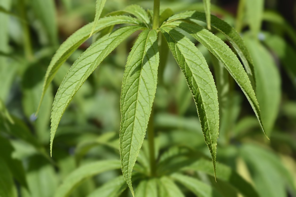 Przetacznikowiec wirginijski ADORABLE - 5