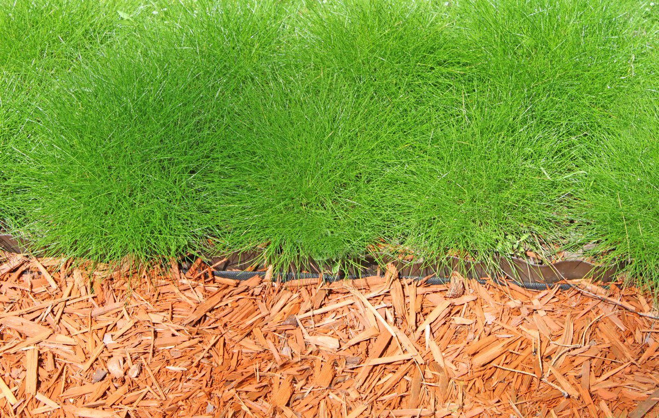 Kostrzewa gautiera PIC CARLIT - 2