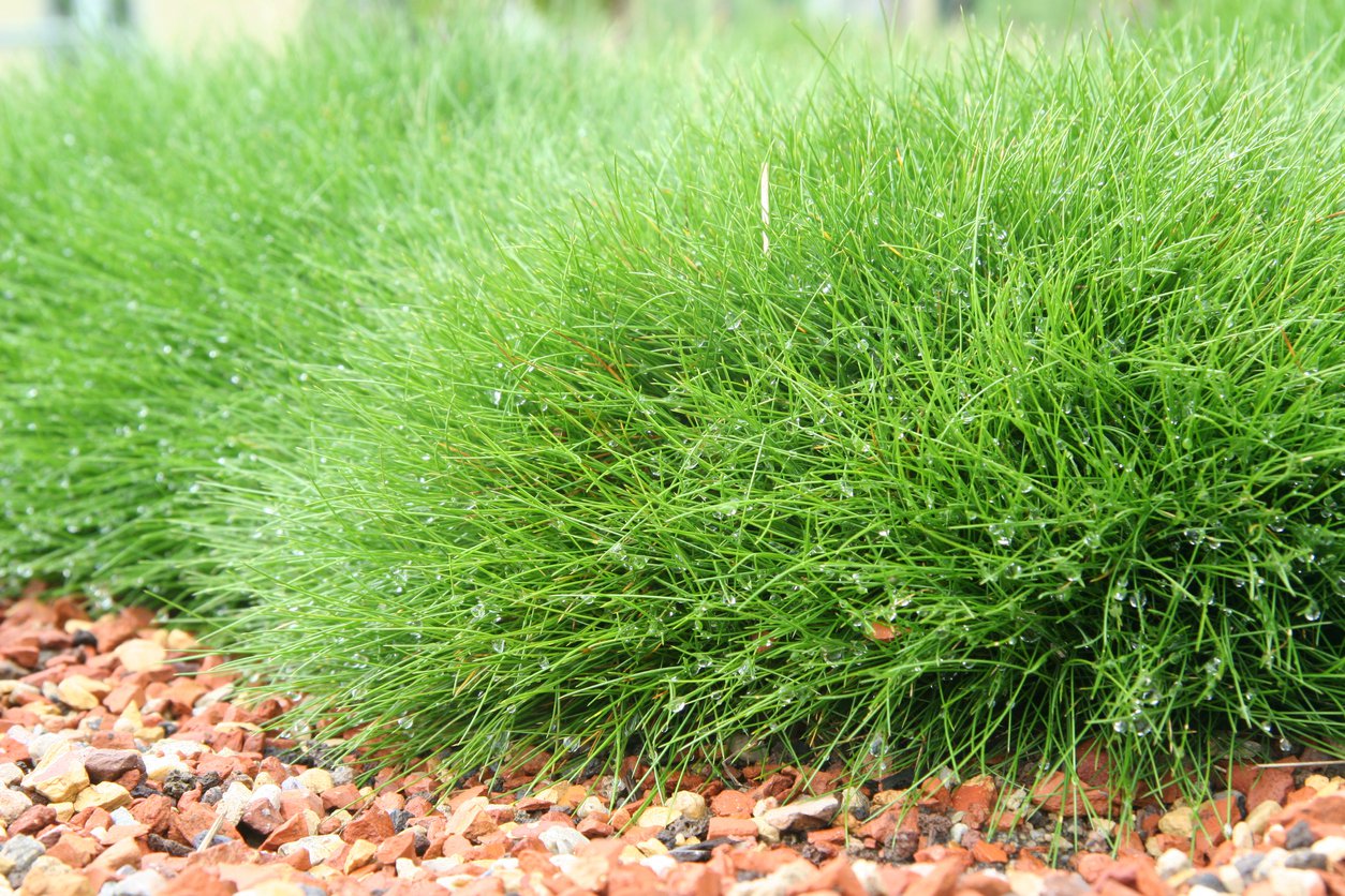 Kostrzewa gautiera PIC CARLIT