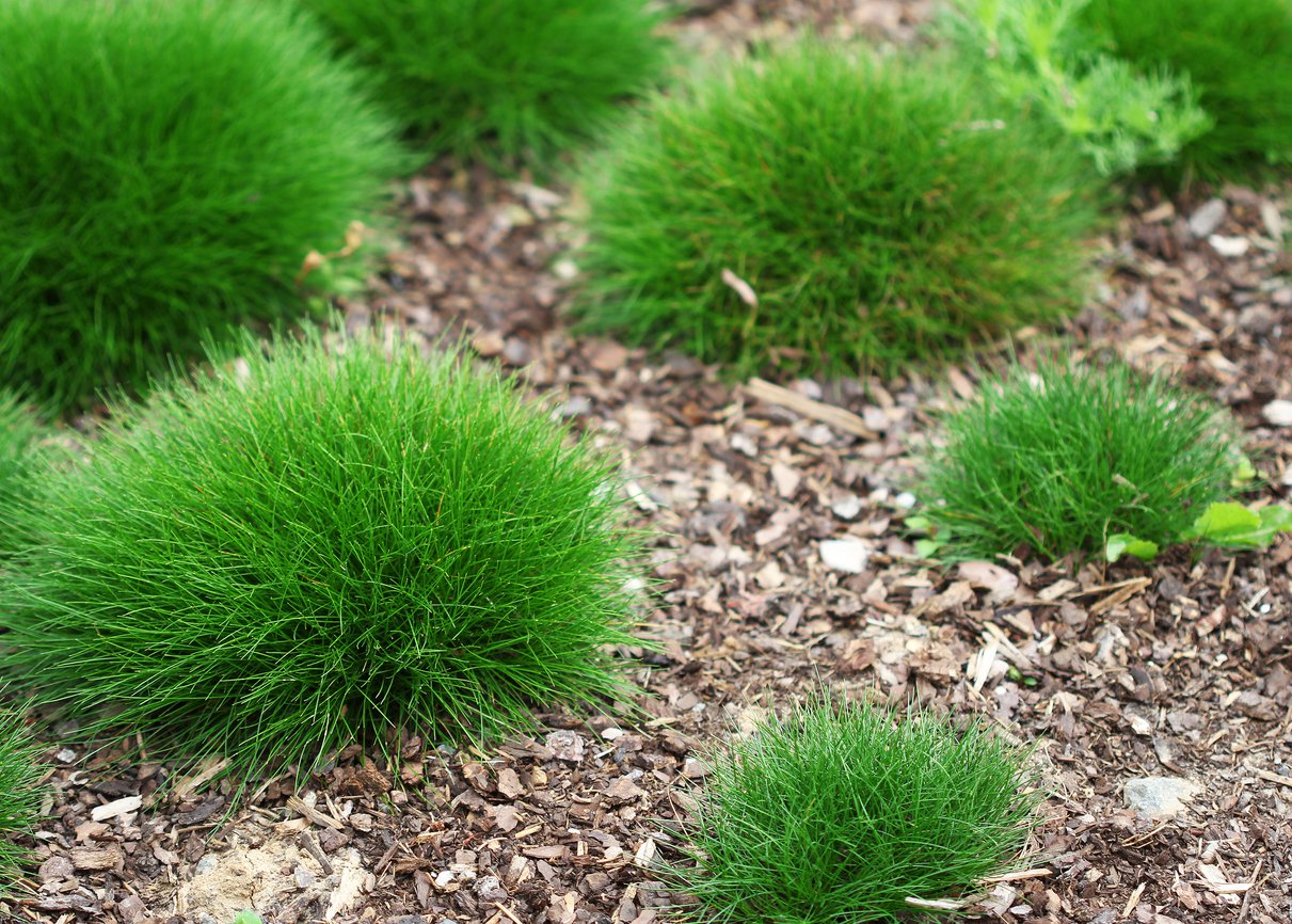 Kostrzewa gautiera PIC CARLIT - 4