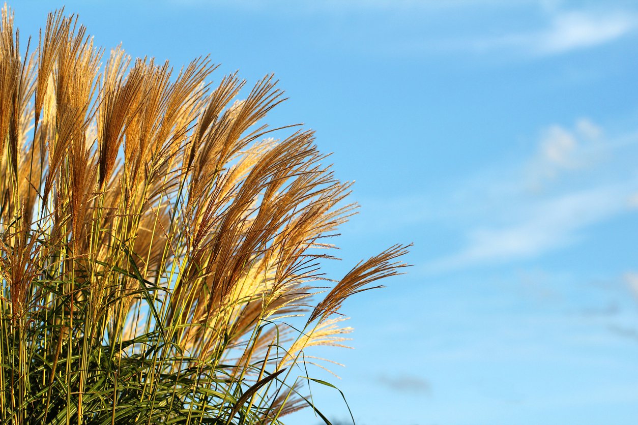 Miskant chiński ROTFUCHS - 2