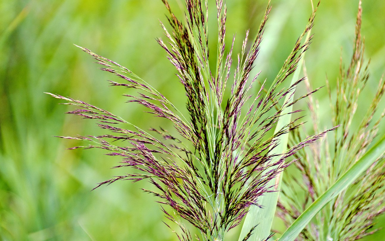 Miskant chiński ROTFUCHS - 4