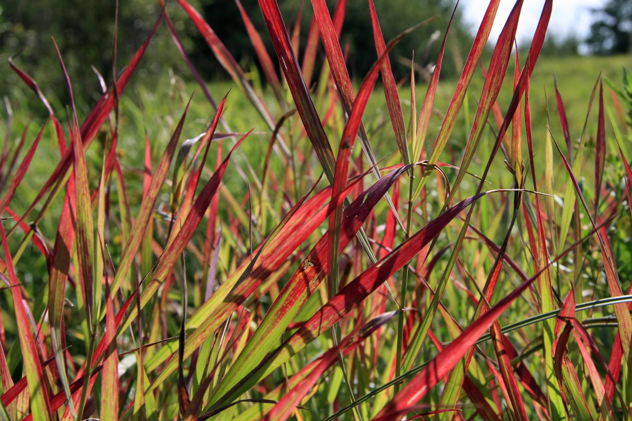Trwa ozdobna Miskant chiński SIOUX - 2