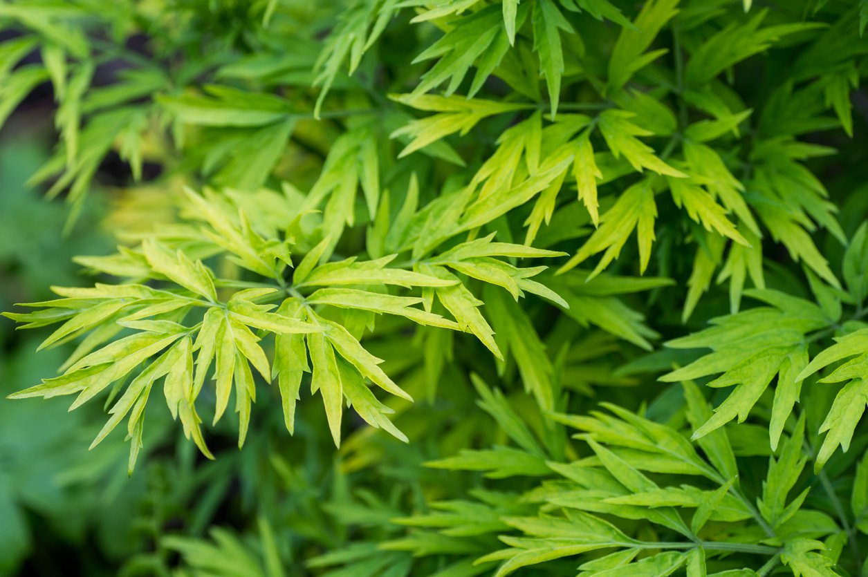 Bez czarny GOLDEN TOWER - 2