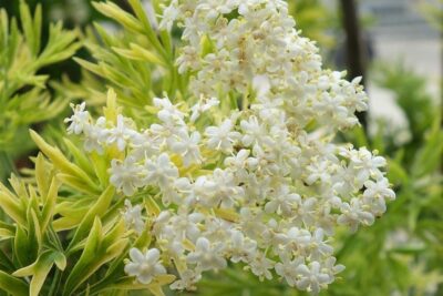 Bez czarny GOLDEN TOWER