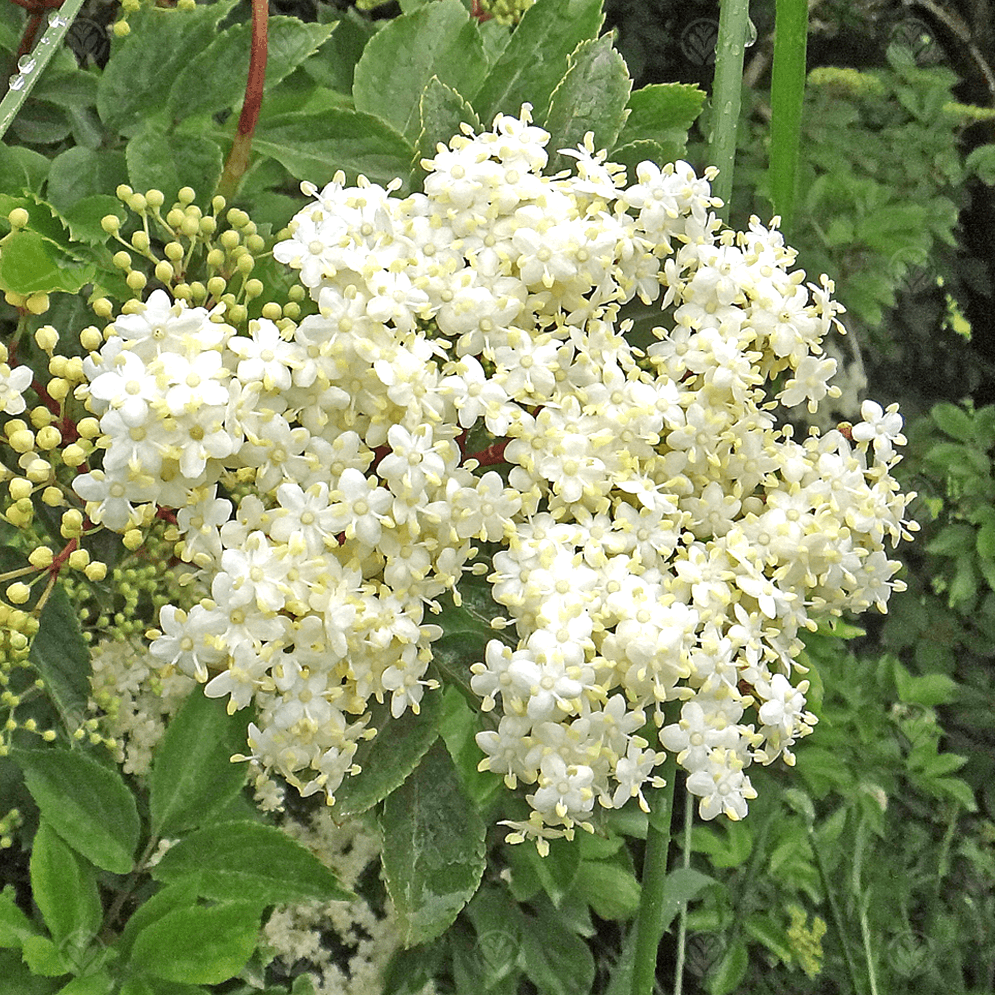 Bez czarny GOLDEN TOWER - 3