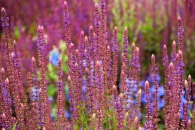 Szałwia omszona SCHNEEHUGEL