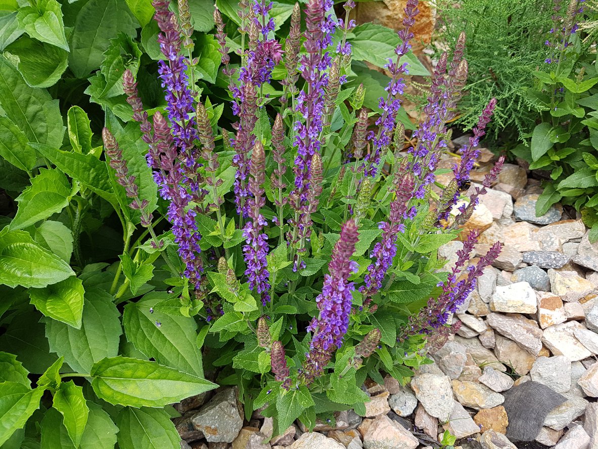 Szałwia omszona SCHNEEHUGEL - 3