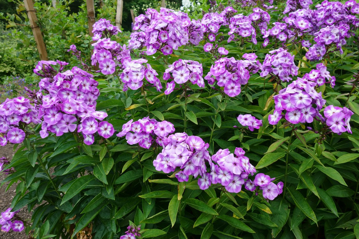 Płomyk Floks wiechowaty LAURA - 3