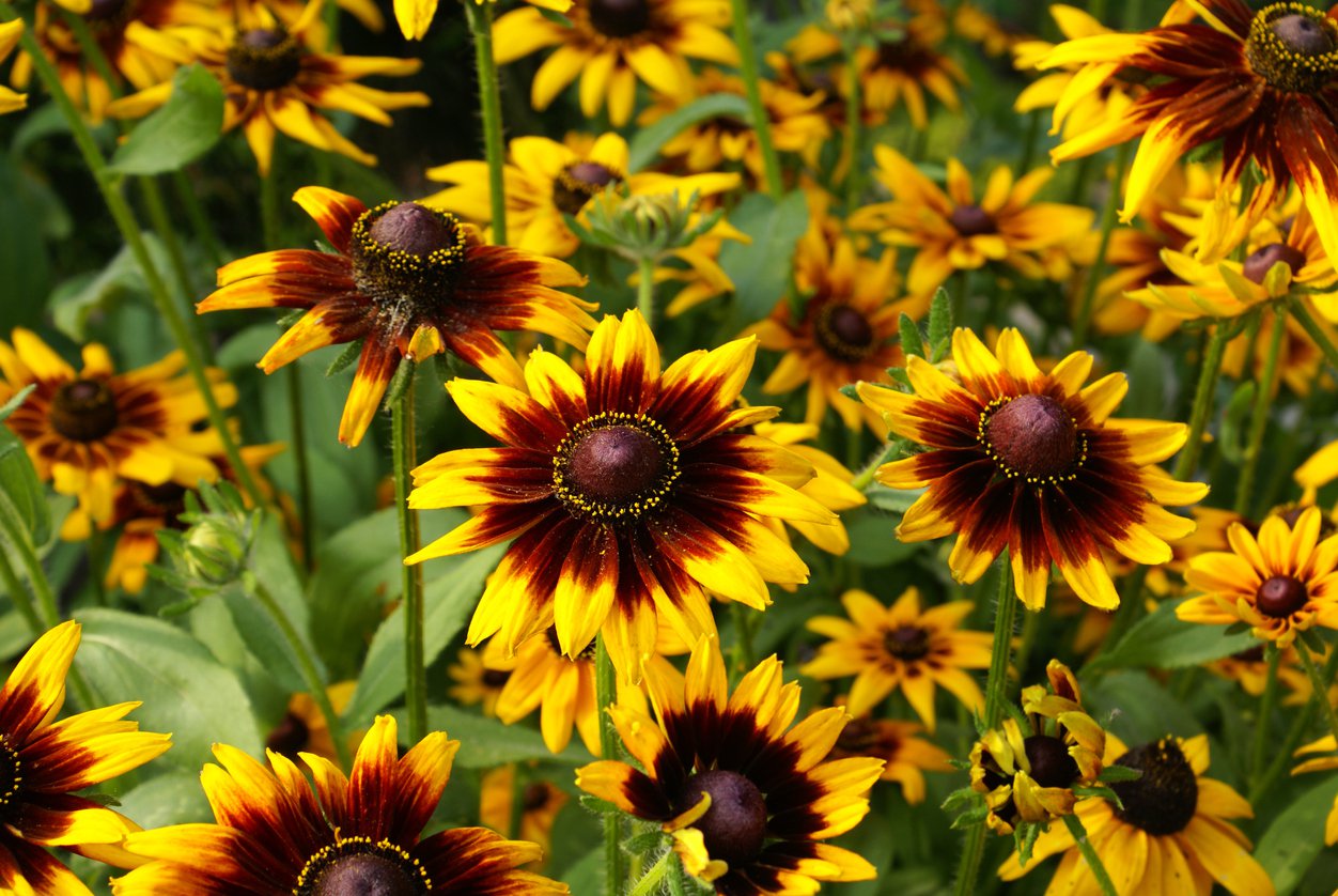 Rudbekia SmileyZ KISSING - 2