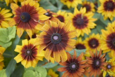 Rudbekia SmileyZ KISSING