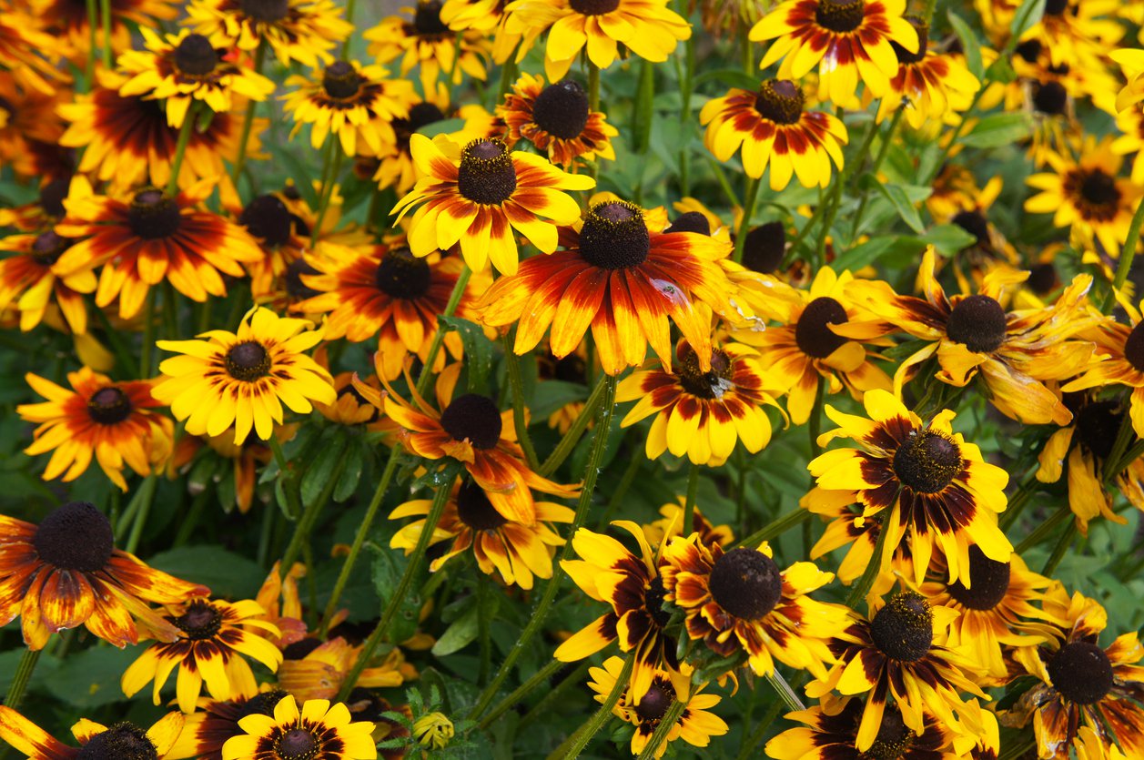 Rudbekia SmileyZ KISSING - 4