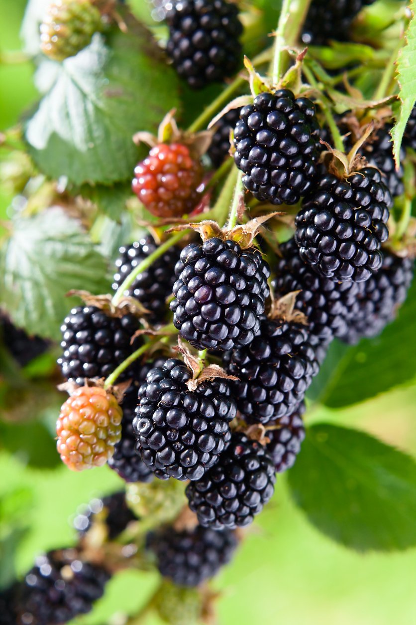 Jeżyna bezkolcowa THORNLESS EVERGREEN - 2