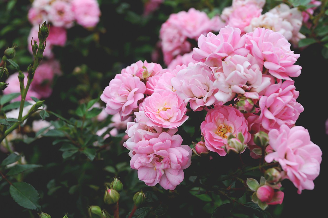 Róża okrywowa THE FAIRY - 2