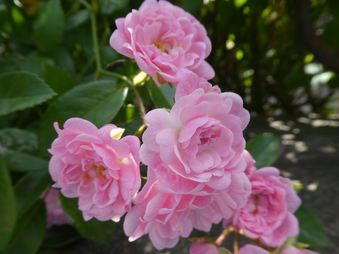 Róża okrywowa THE FAIRY - 3