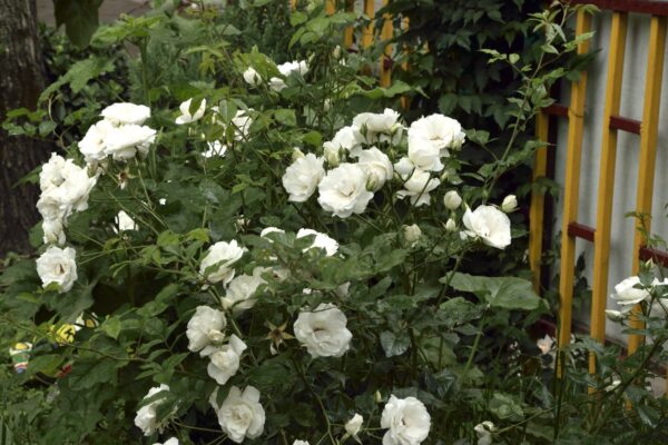 Rosa rugosa BLANC DOUBLE DE COUBERT - 4