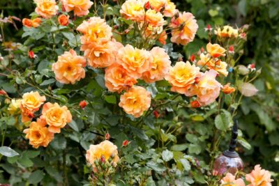 Róża okrywowa BESSY