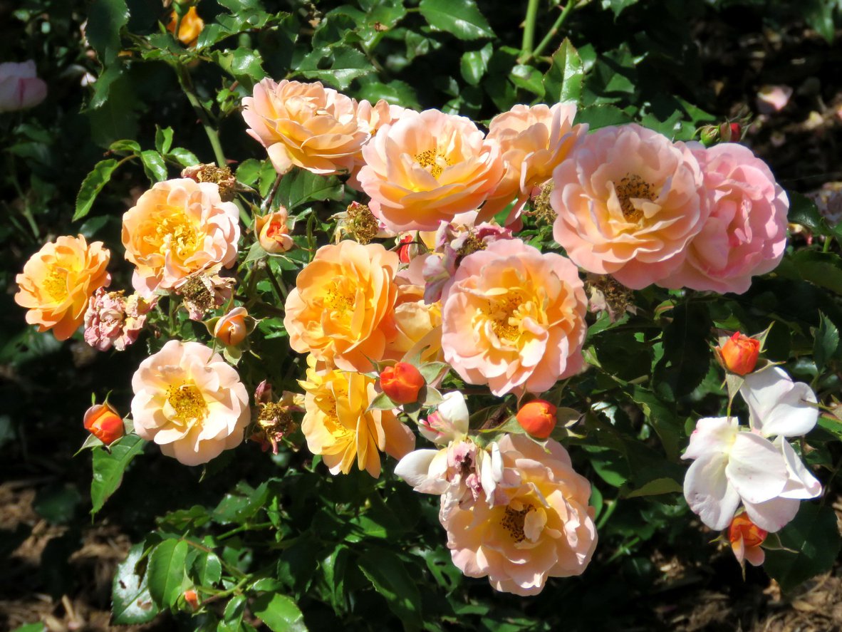 Róża okrywowa BESSY - 4