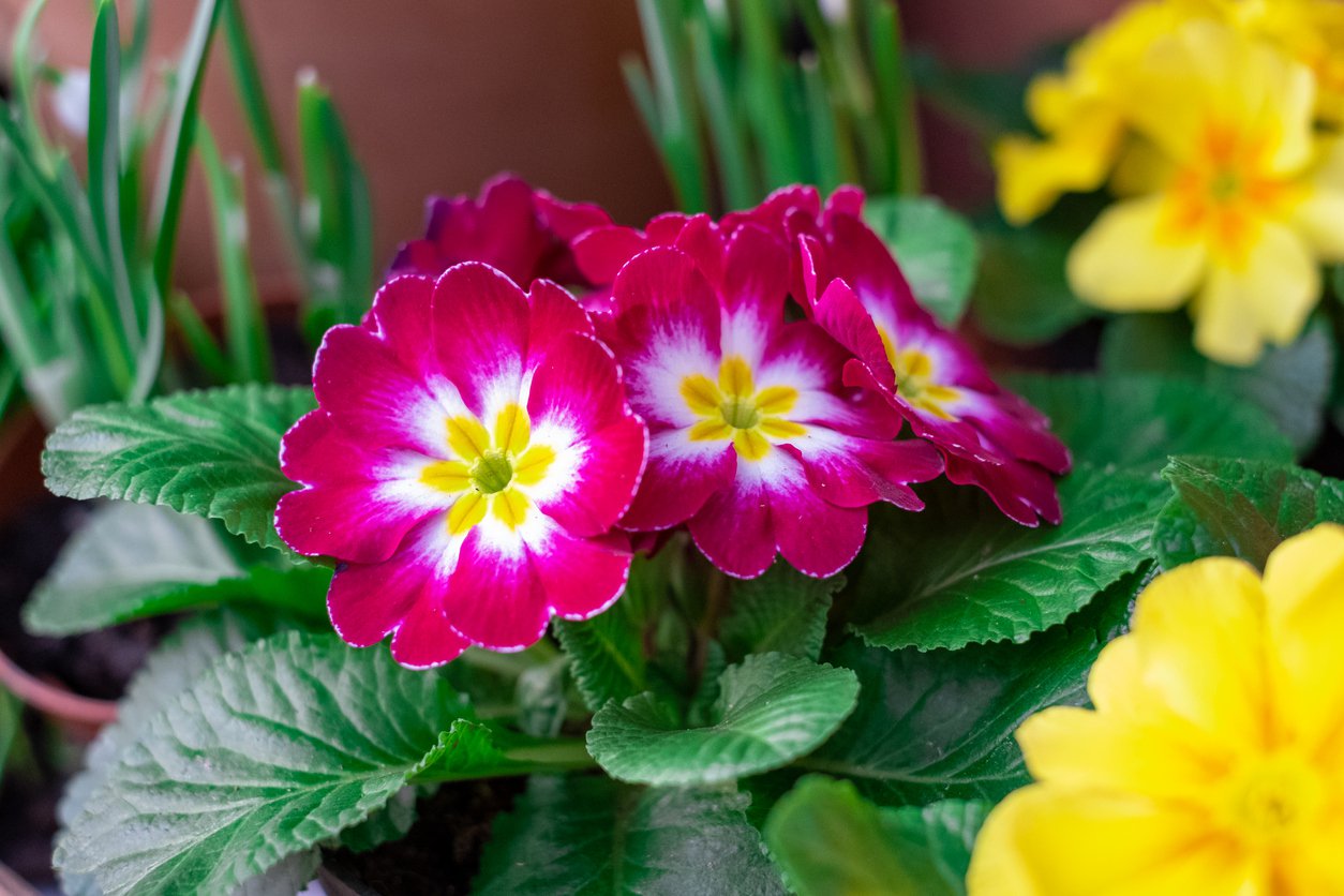 Pierwiosnek DARK ROSALEEN - 3