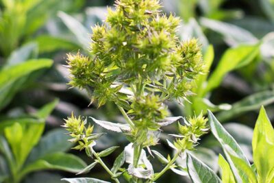 Płomyk floks wiechowaty GREEN LION