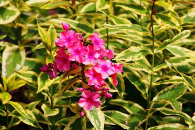 Płomyk Floks wiechowaty GOLDMINE