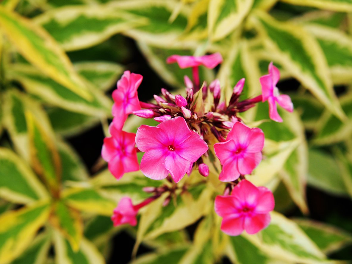 Płomyk Floks wiechowaty GOLDMINE - 2