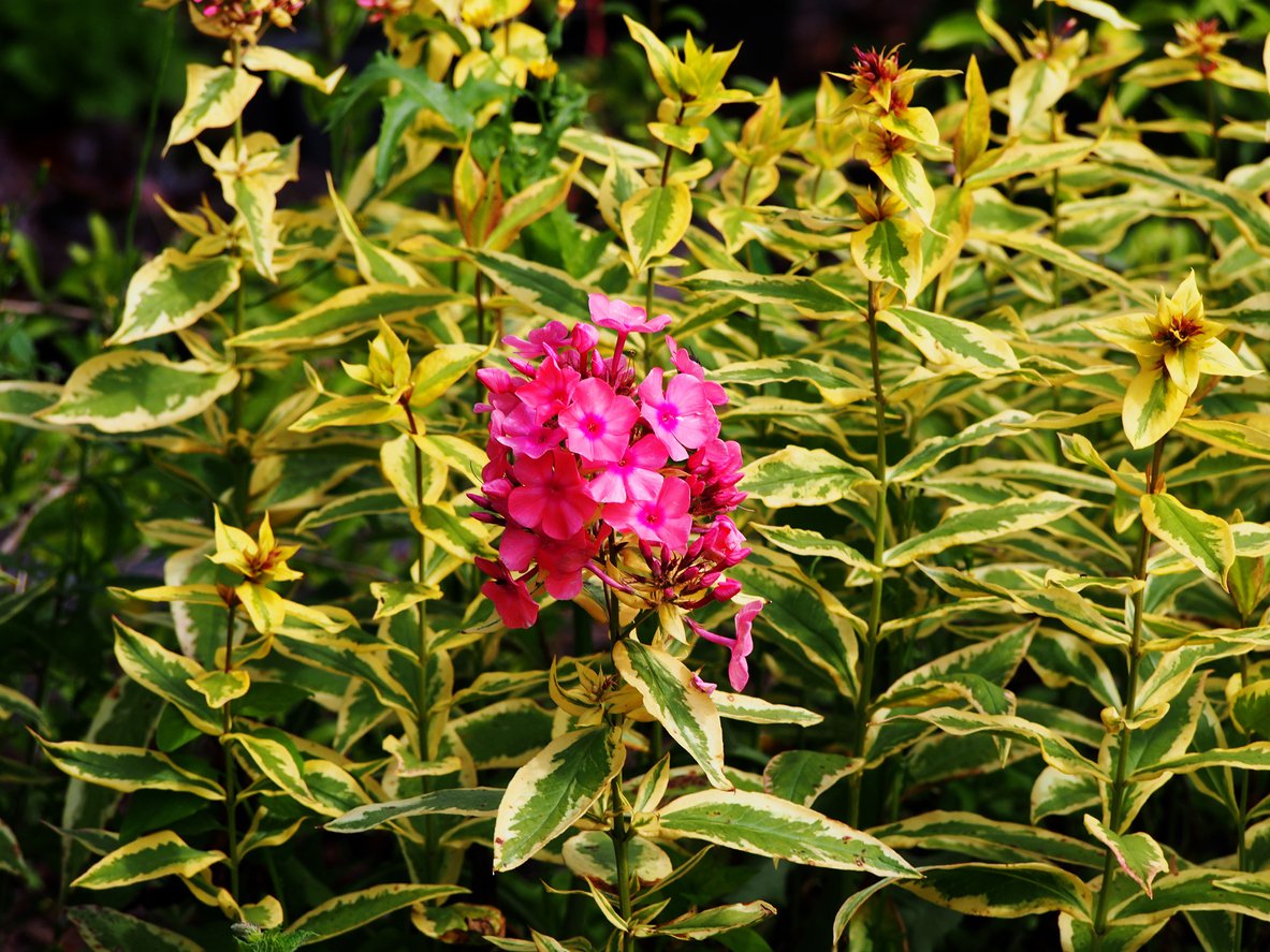 Płomyk Floks wiechowaty GOLDMINE - 3