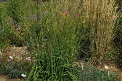 Trzęślica trzcinowata FONTANE