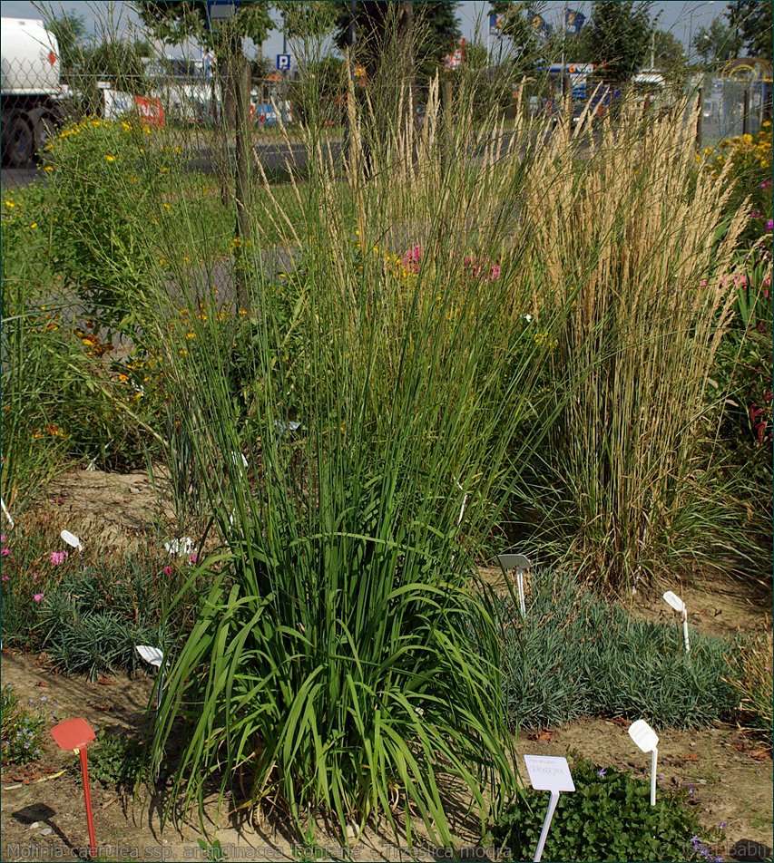 Trzęślica trzcinowata FONTANE