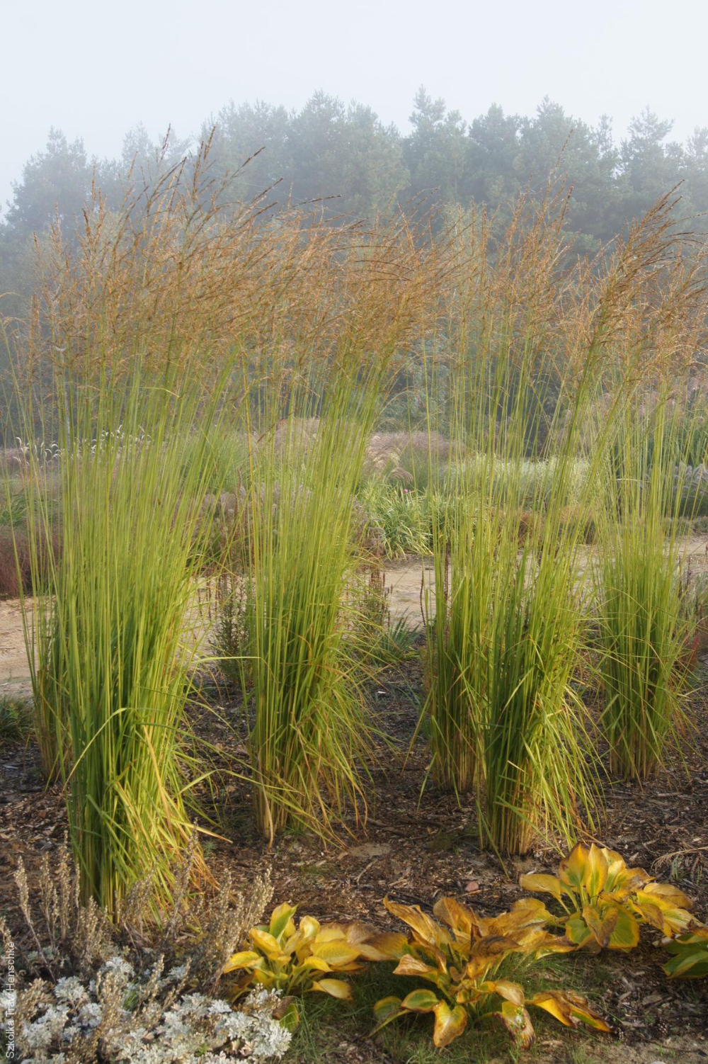 Trzęślica trzcinowata FONTANE - 2