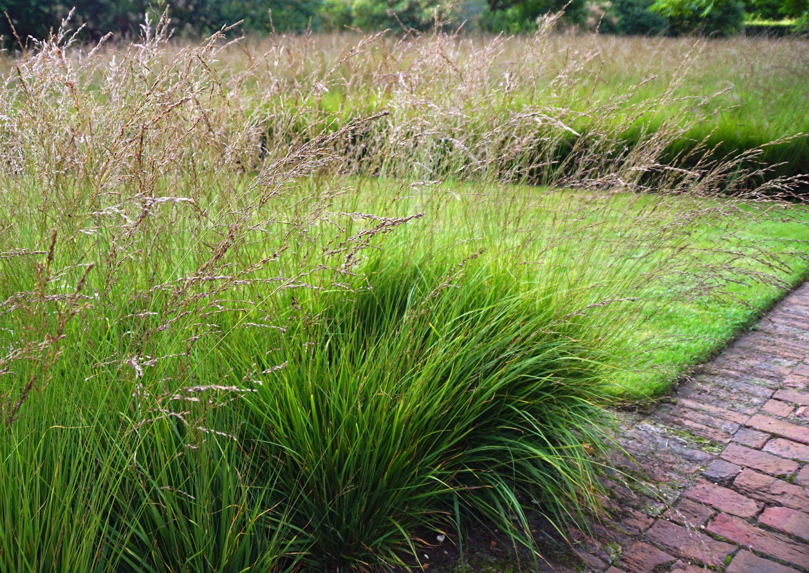 Trzęślica trzcinowata FONTANE - 3