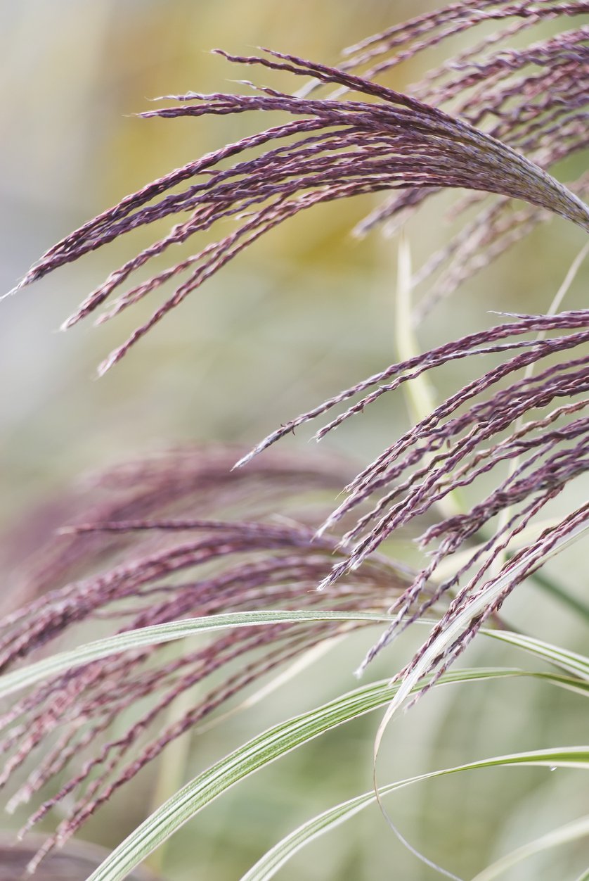 Miskant chiński ROTSILBER - 2