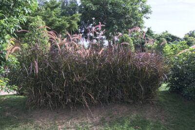 Miskant chiński ROTSILBER