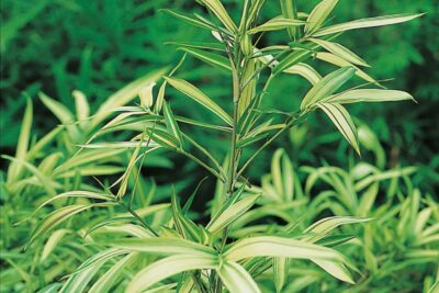 Bambus karłowy TSUBOI