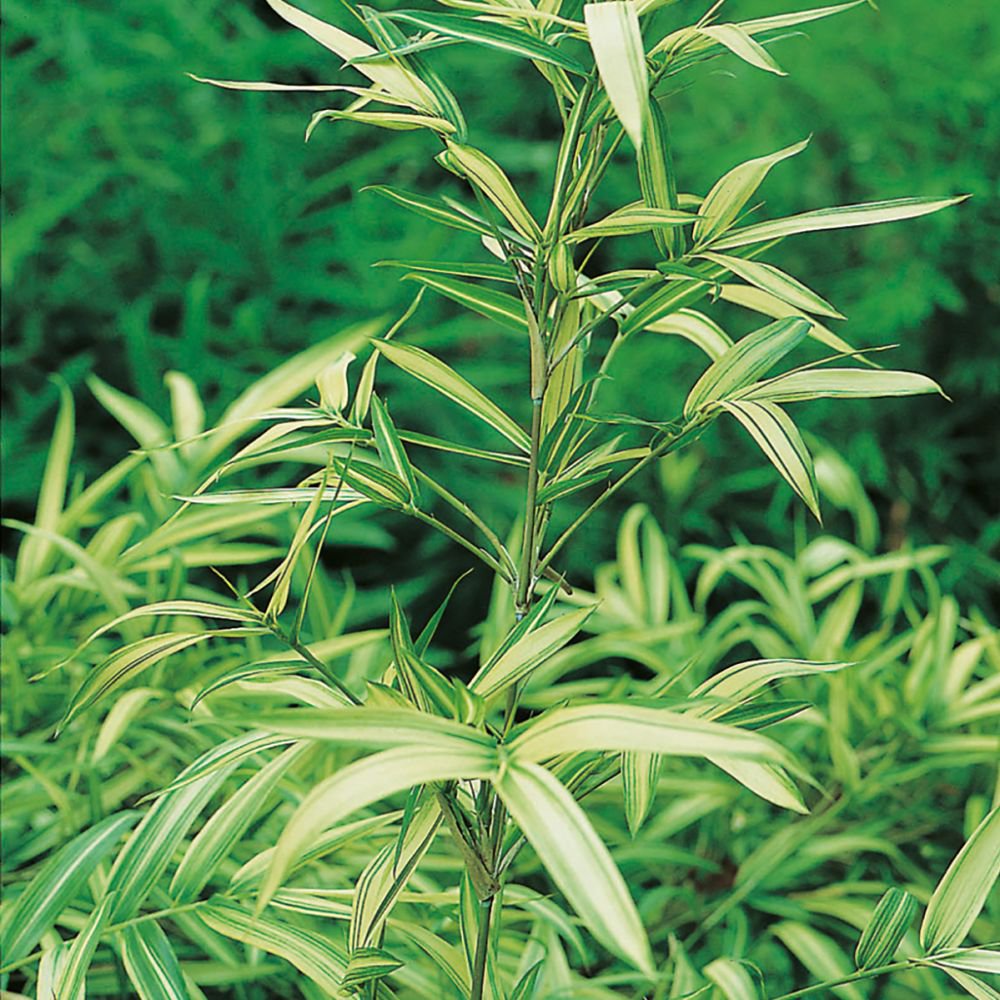 Bambus karłowy TSUBOI