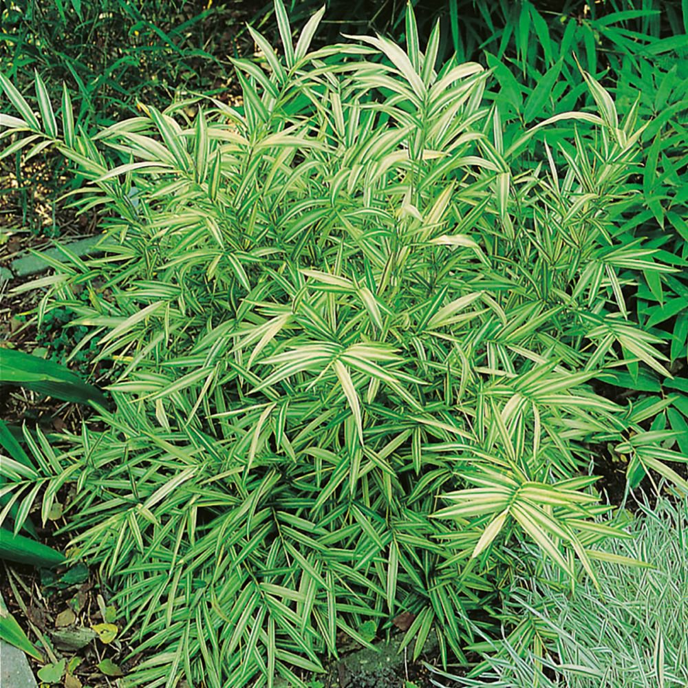 Bambus karłowy TSUBOI - 2