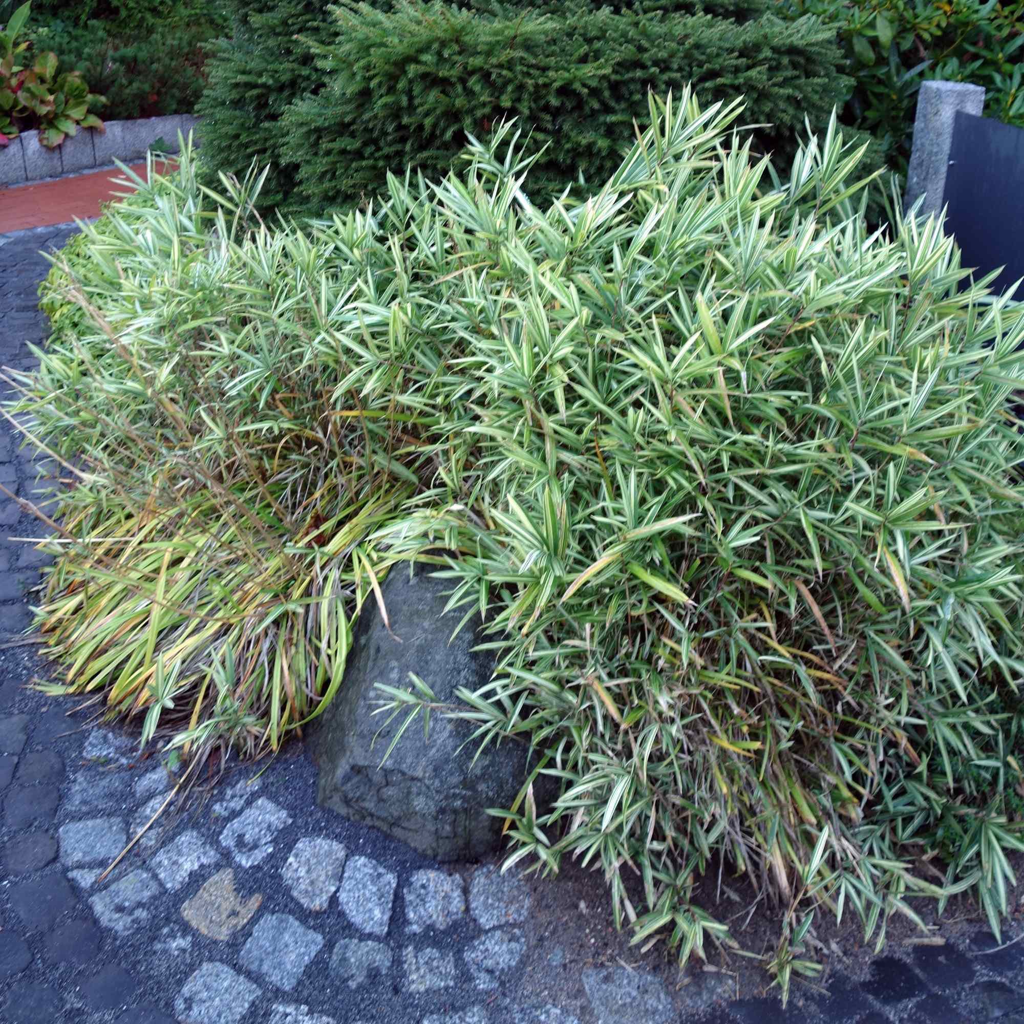 Bambus karłowy TSUBOI - 3