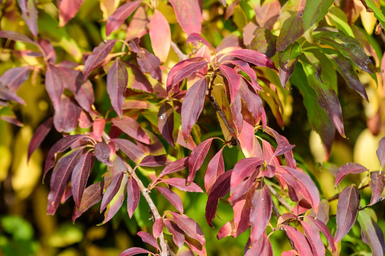 Kalina Hillera WINTON - 4