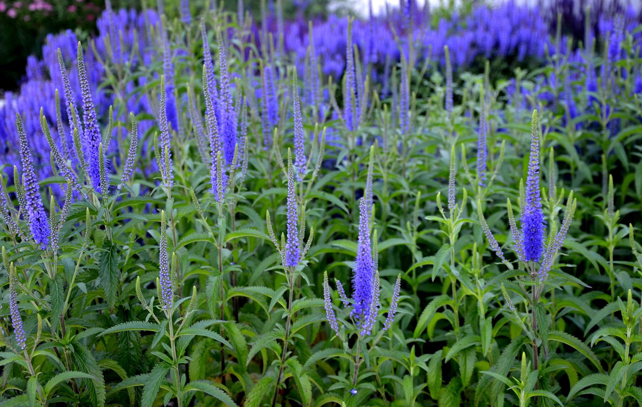 Przetacznik kłosowy ULSTER DWARF BLUE - 3