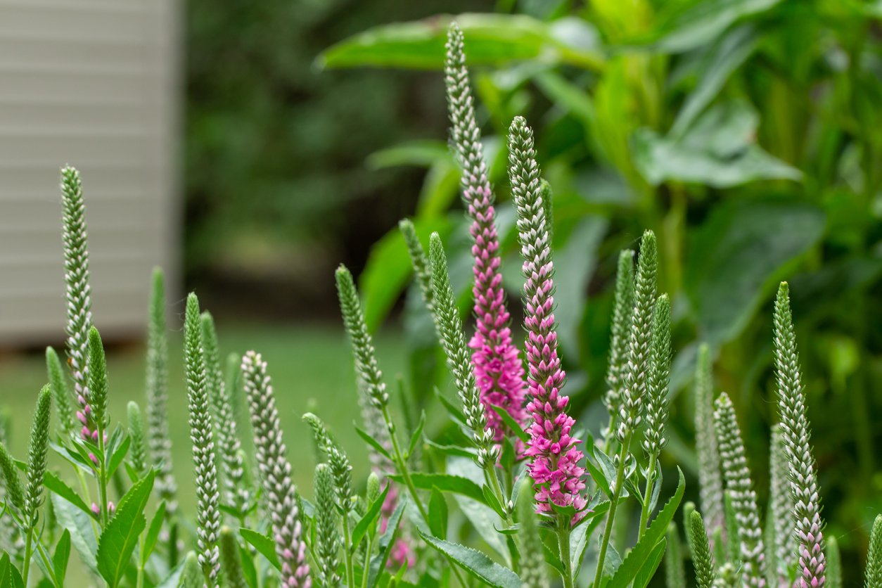 Przetacznik kłosowy HEIDEKIND - 3