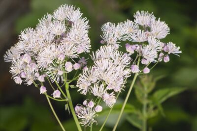 Rutewka orlikolistna WHITE CLOUDS