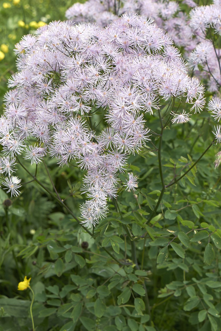 Rutewka orlikolistna WHITE CLOUDS - 4