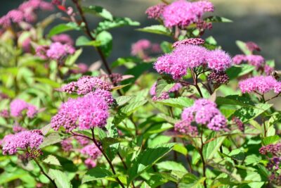 Tawuła japońska BULLATA