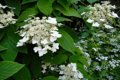 Przywarka japońska WINDMILLS