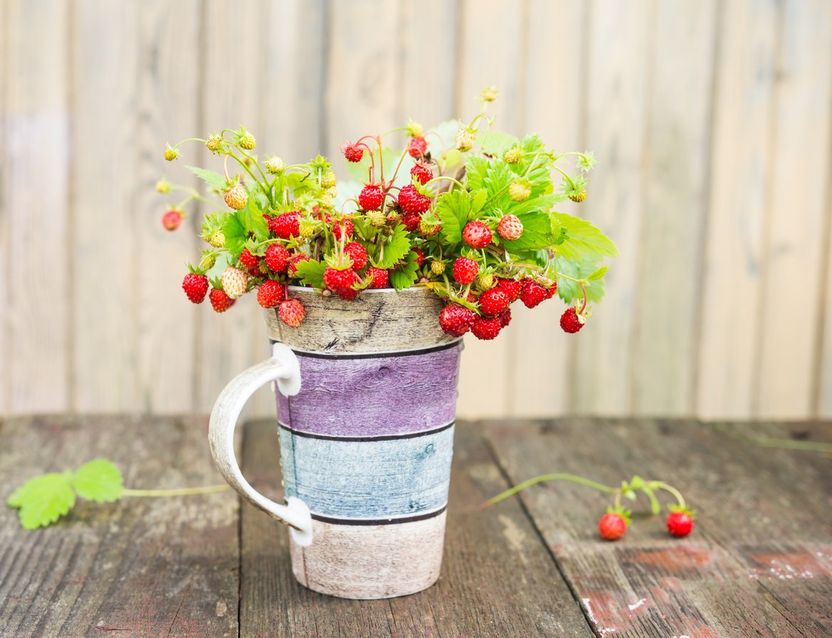 Poziomka zwisająca ATILLA - 3